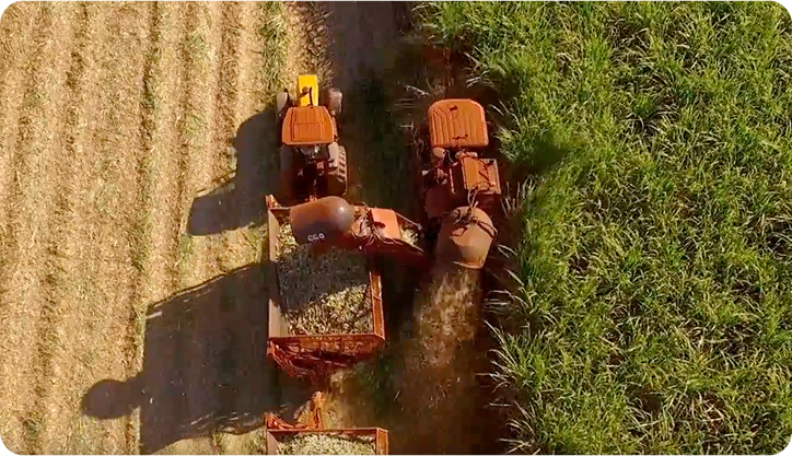 Colheita de cana-de-açúcar na CBB Bioenergética.